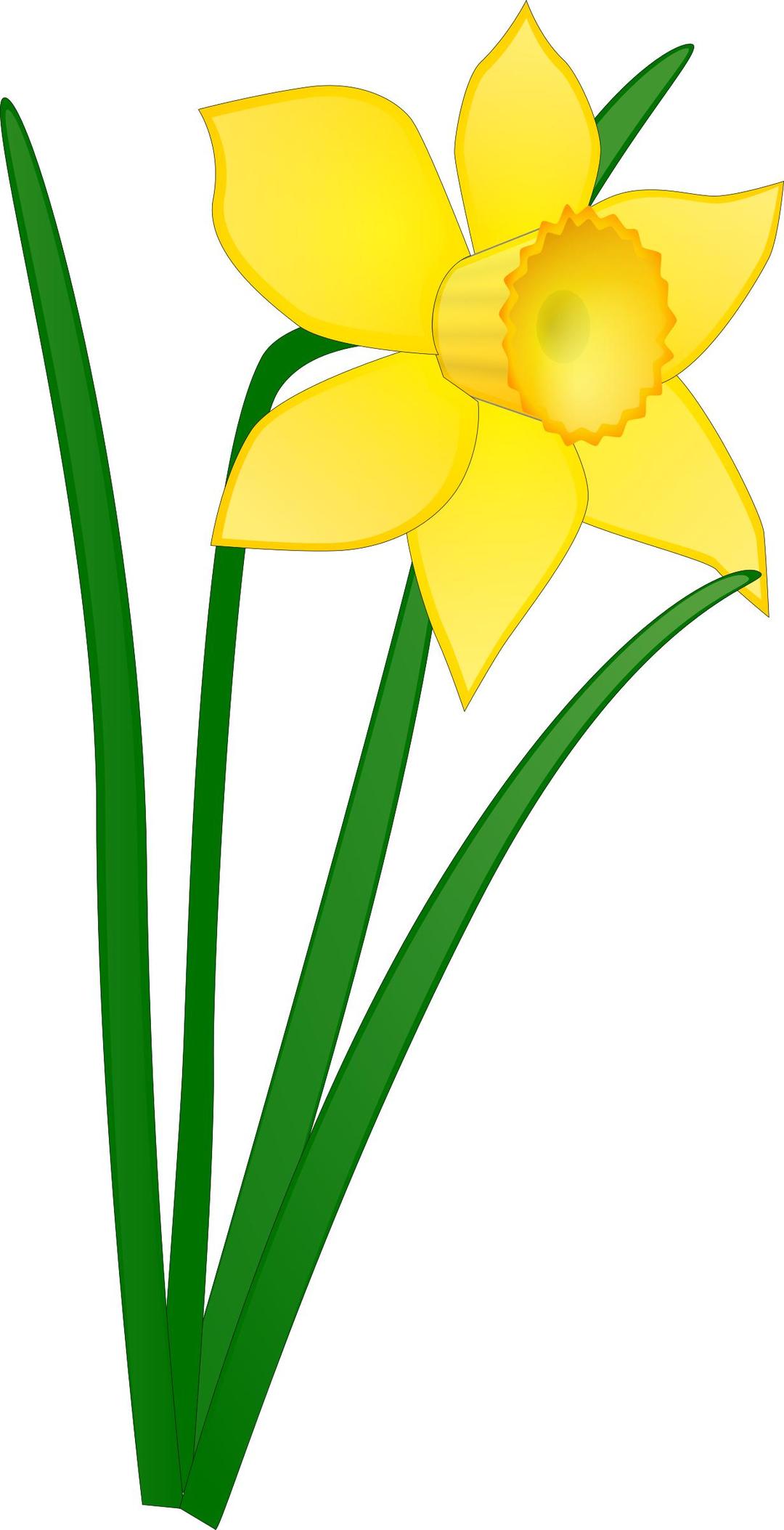 Daffodil png transparent