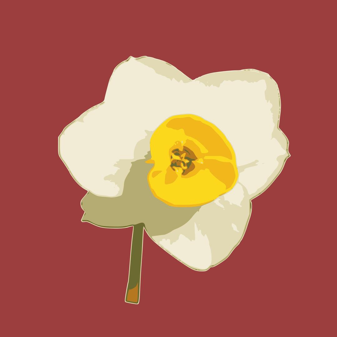 daffodil 02 png transparent