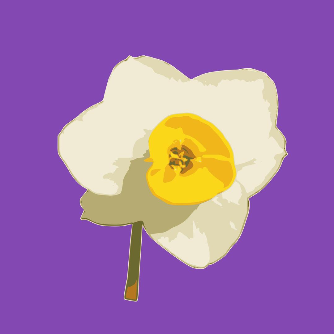 daffodil 03 png transparent