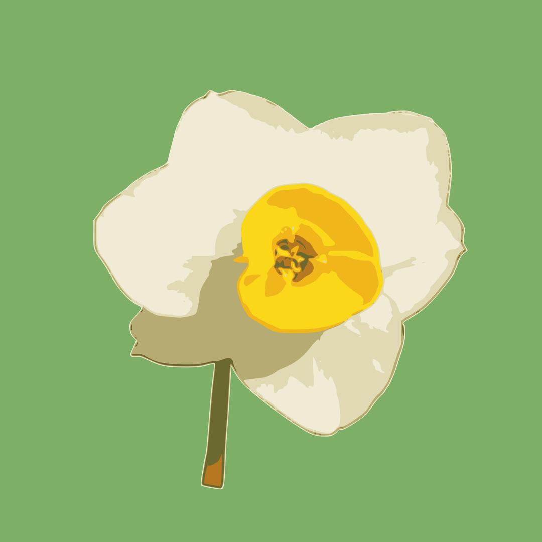 daffodil 04 png transparent
