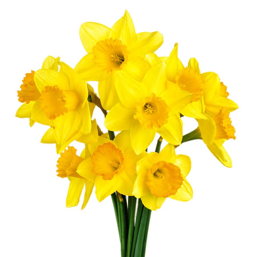 Daffodil Bunch png transparent