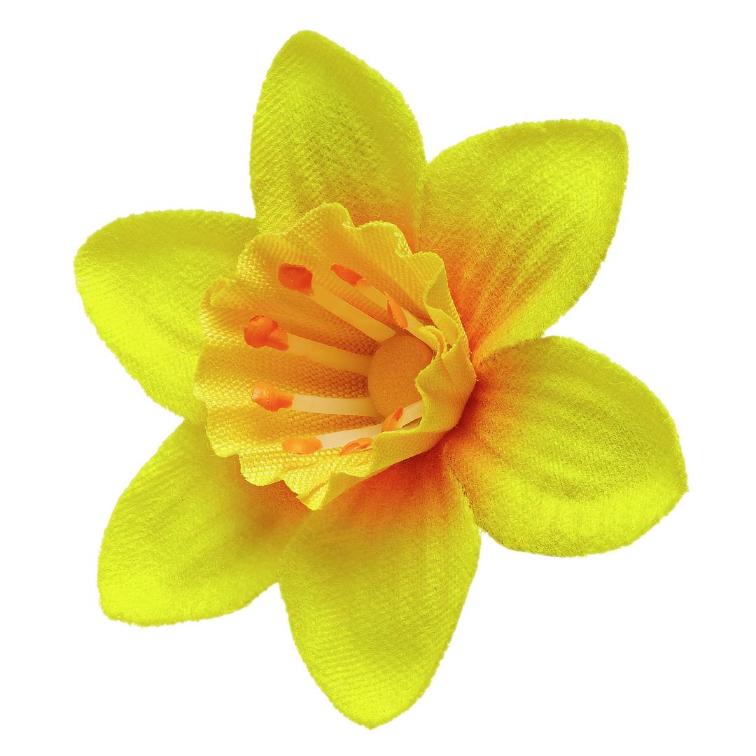 Daffodil Pin png transparent