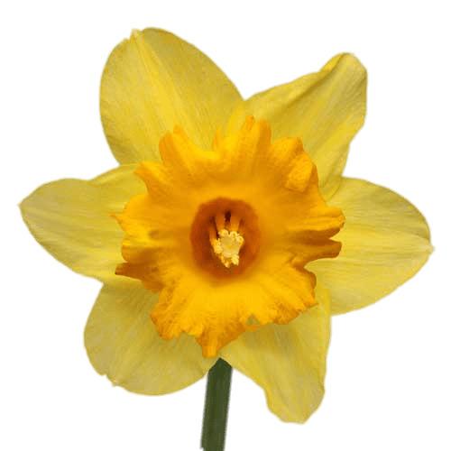 Daffodil png transparent