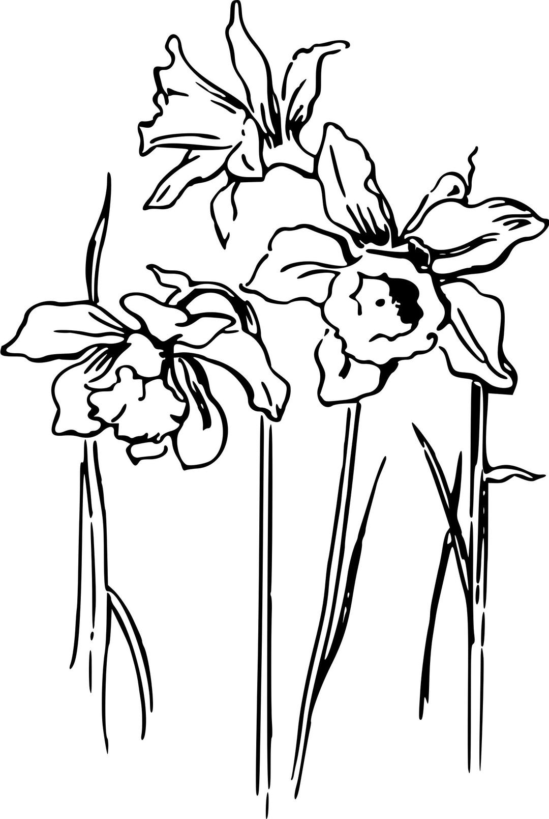 Daffodils 2 png transparent