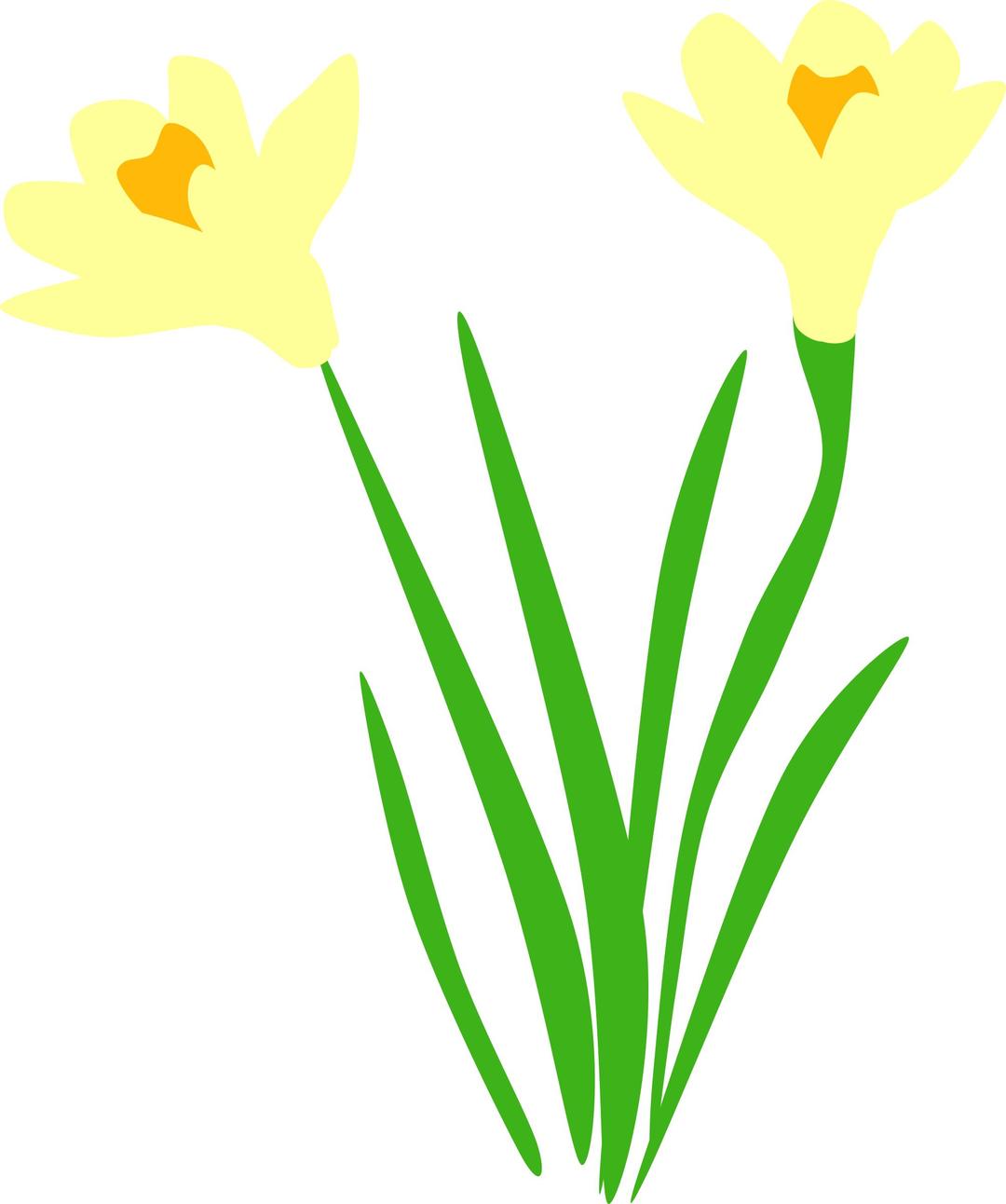Daffodils are up! png transparent