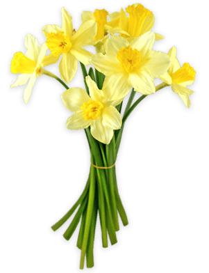 Daffodils Tied Together png transparent
