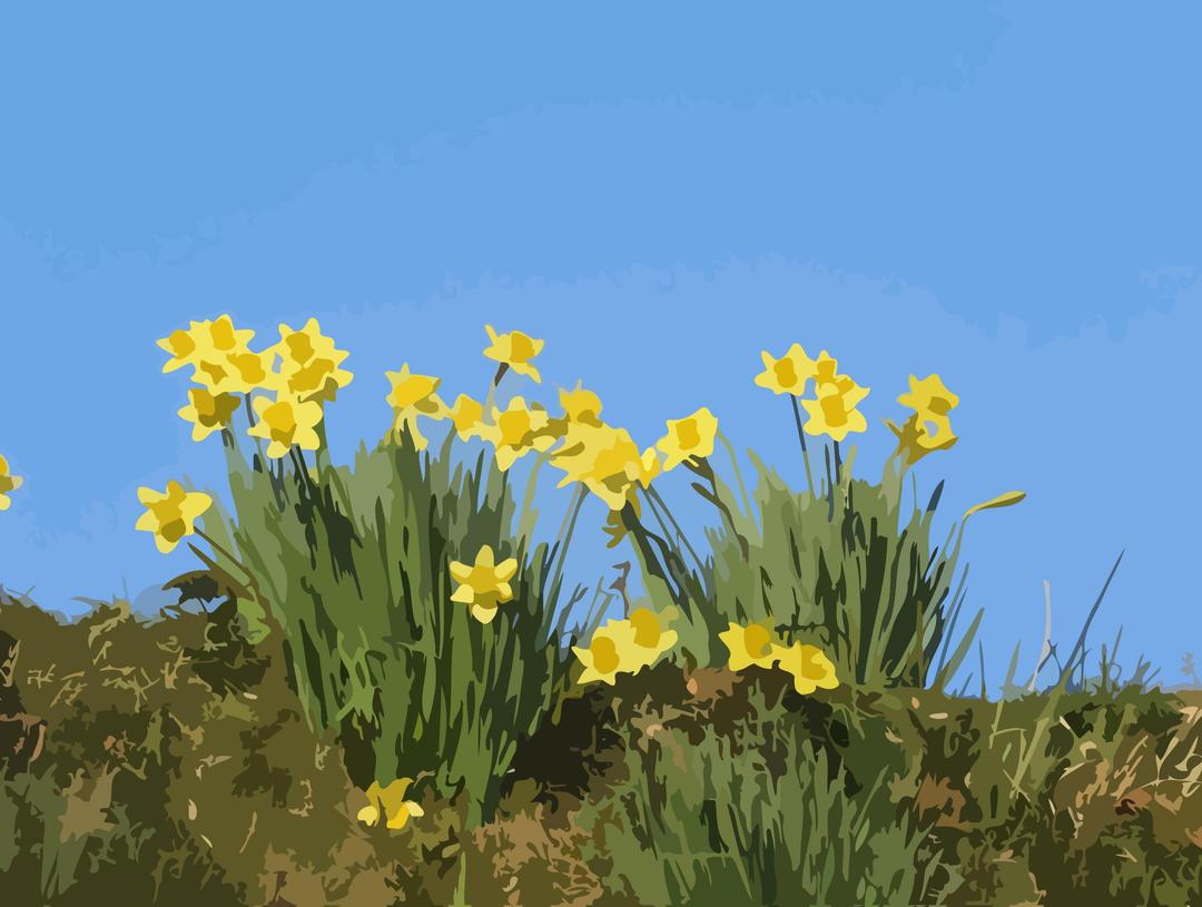 daffodils-01 png transparent