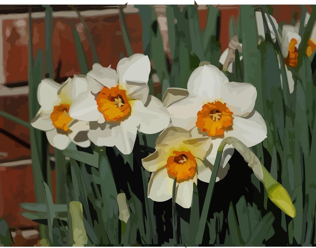 daffodils-02 png transparent