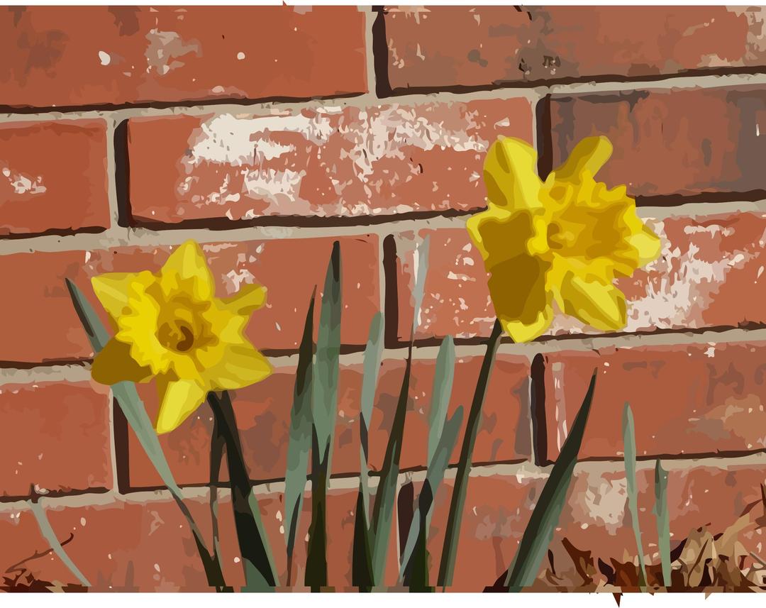daffodils-03 png transparent