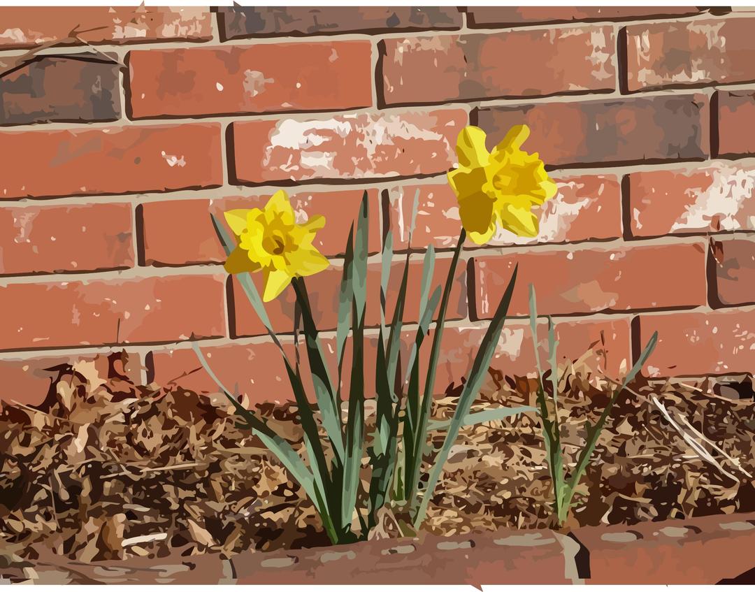 daffodils-04 png transparent