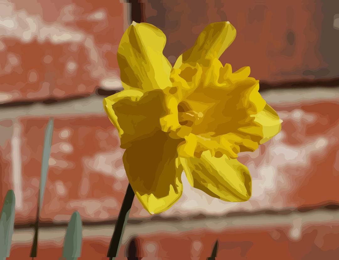 daffodils-05 png transparent