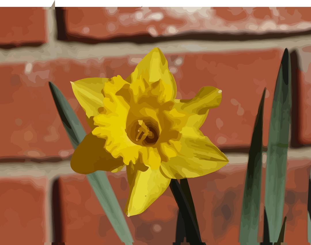 daffodils-06 png transparent