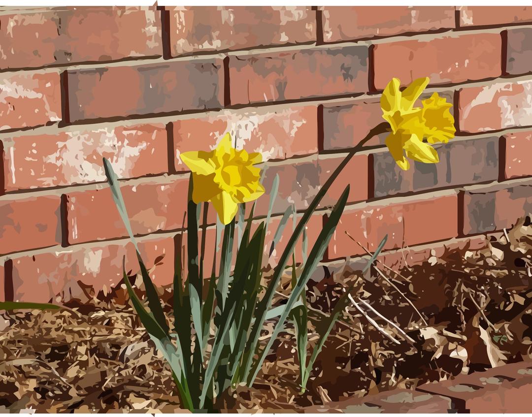 daffodils-07 png transparent