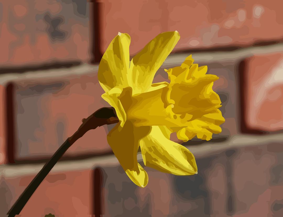 daffodils-08 png transparent