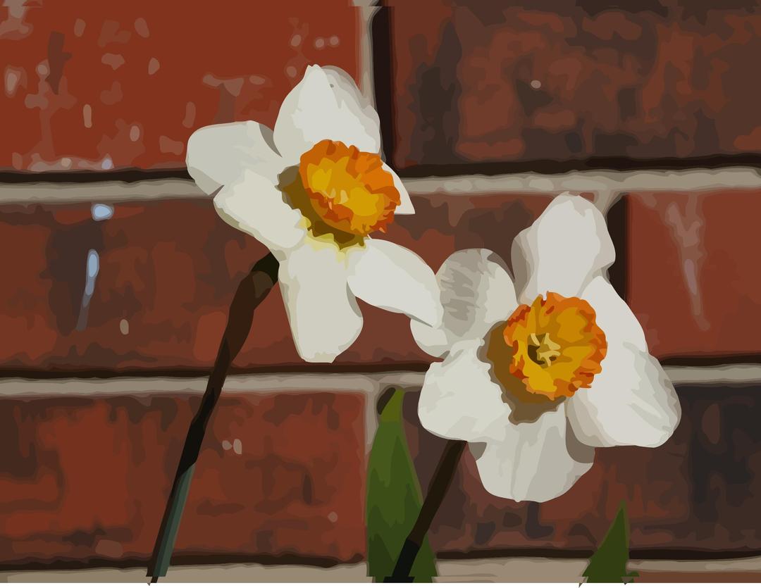 daffodils-09 png transparent