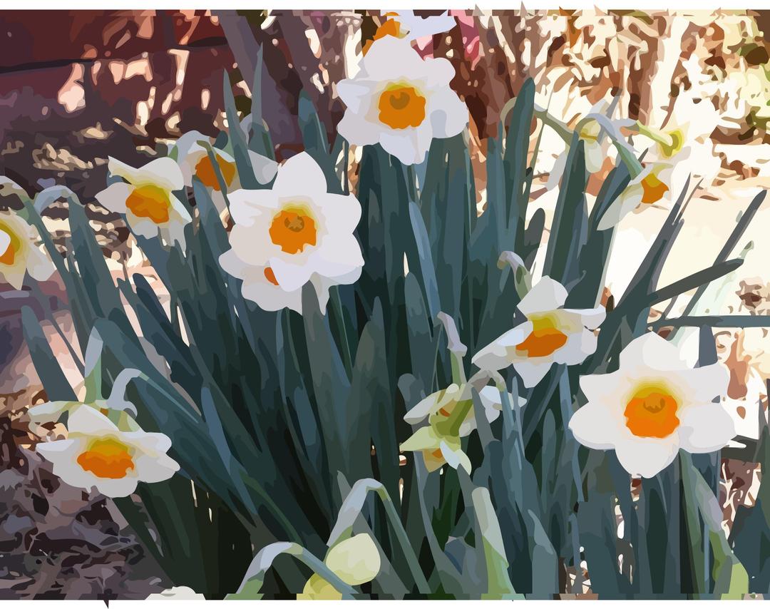 daffodils-10 png transparent