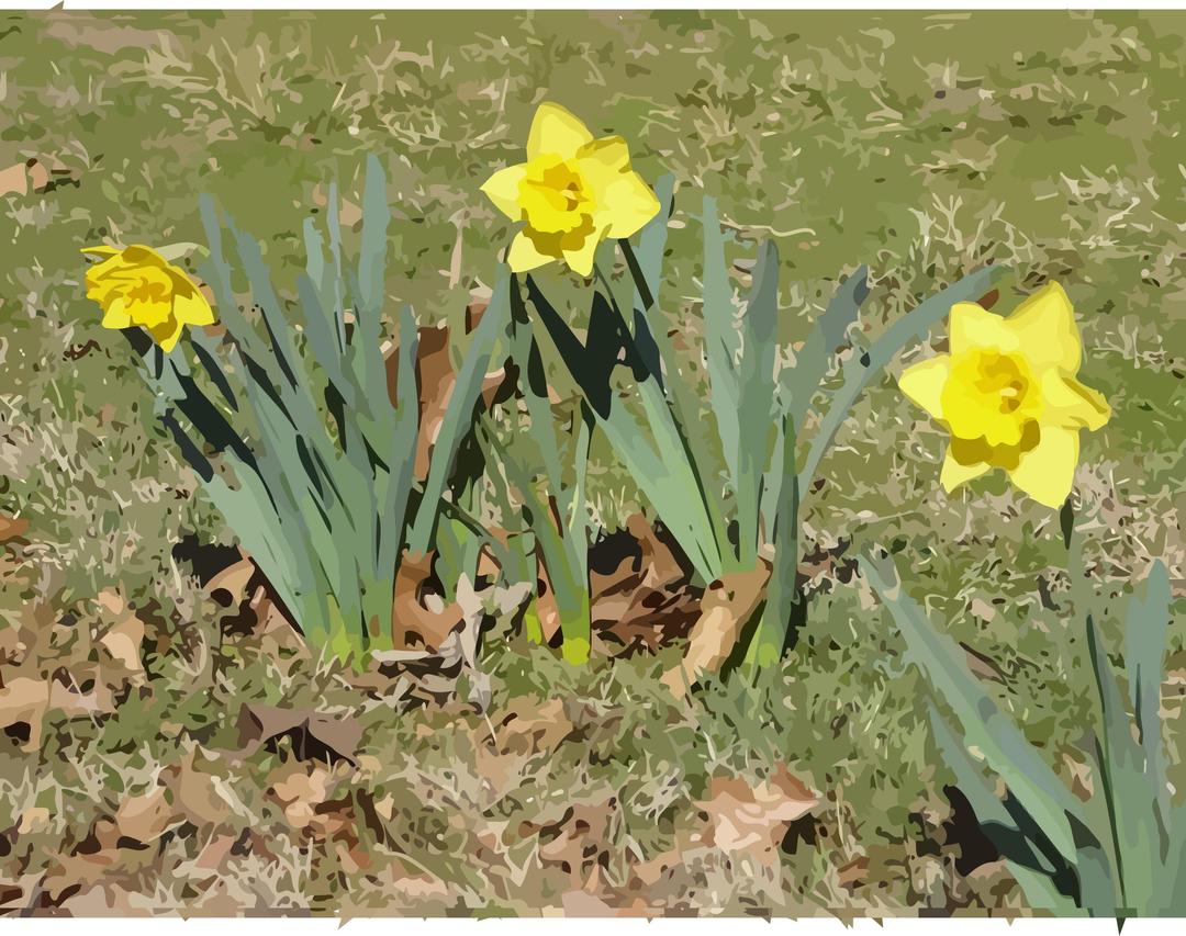 daffodils-11 png transparent