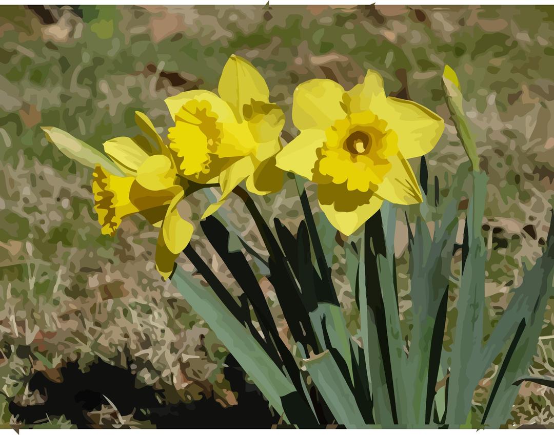 daffodils-12 png transparent