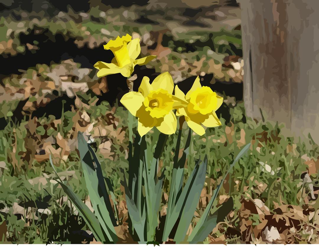 daffodils-13 png transparent