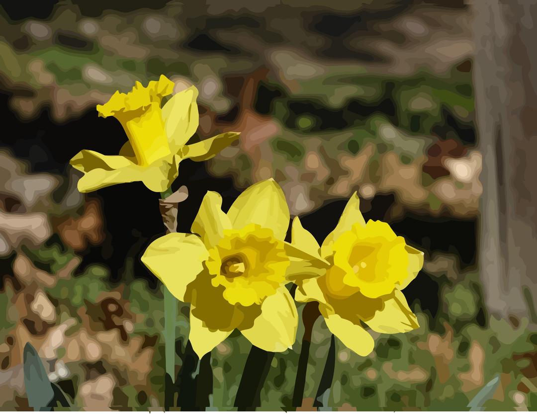 daffodils-14 png transparent