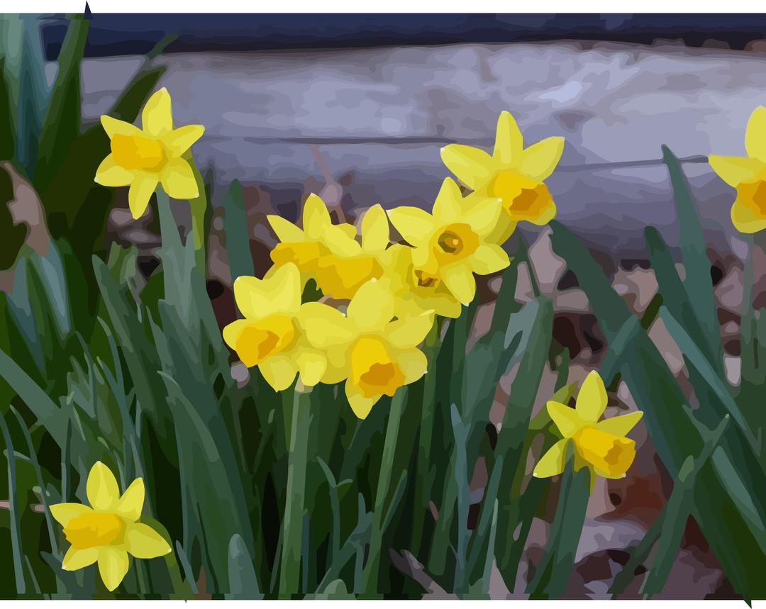 daffodils-15 png transparent