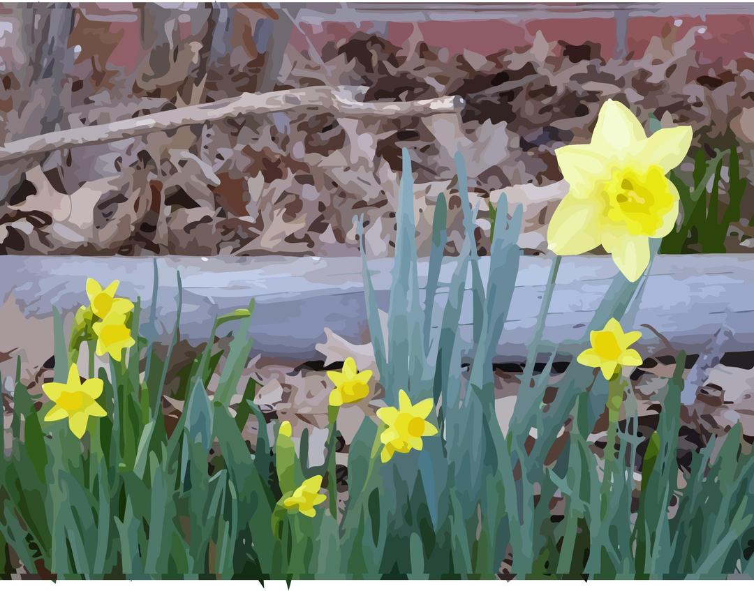 daffodils-16 png transparent