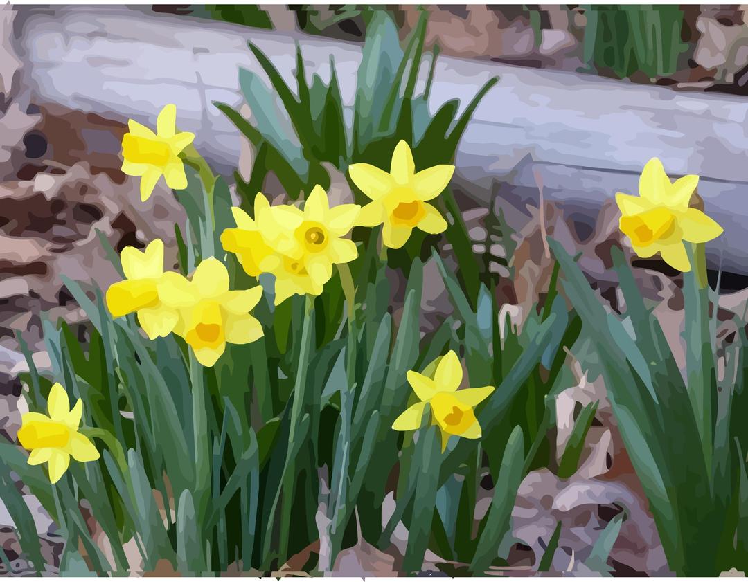 daffodils-17 png transparent
