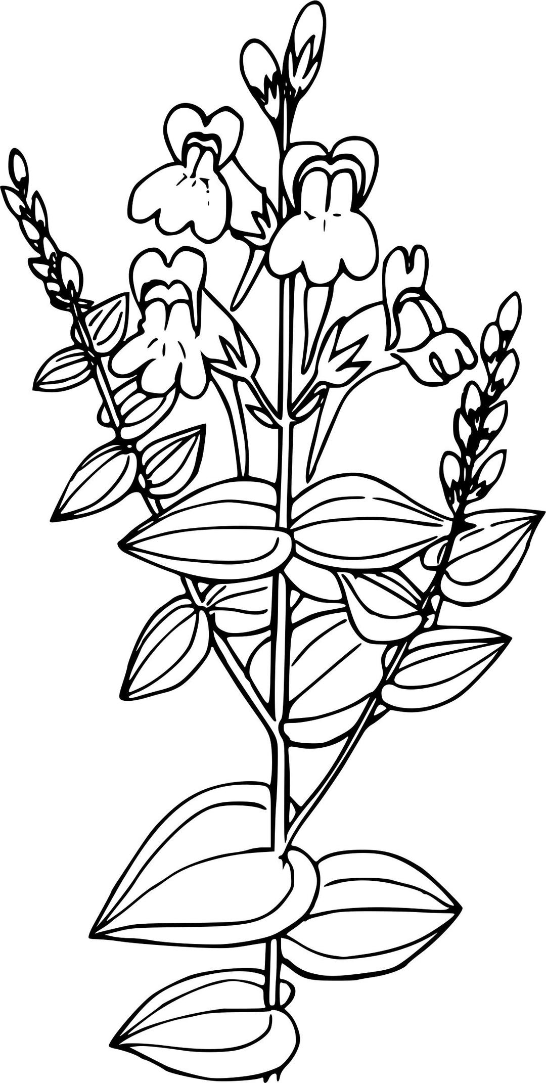 Dalmation toadflax png transparent