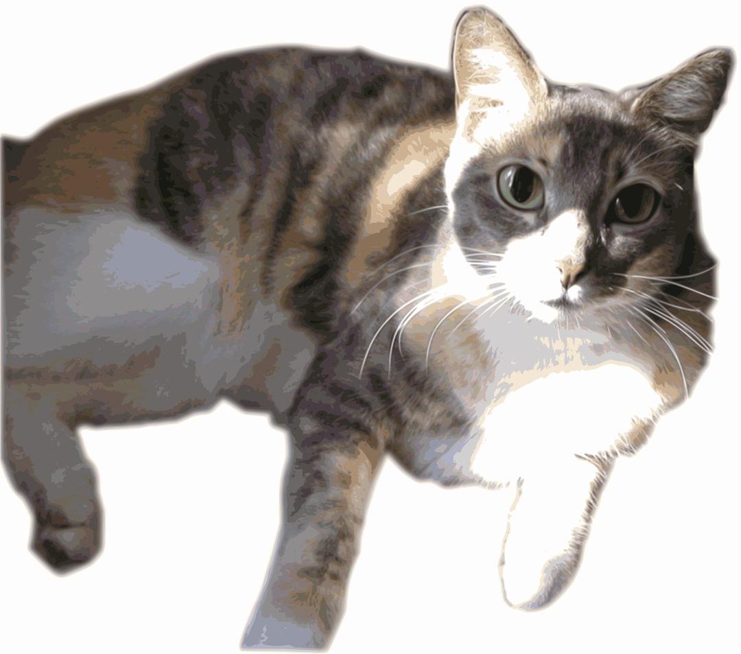Daphne, the calico w/ anime eyes png transparent