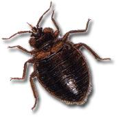 Dark Brown Bed Bug png transparent