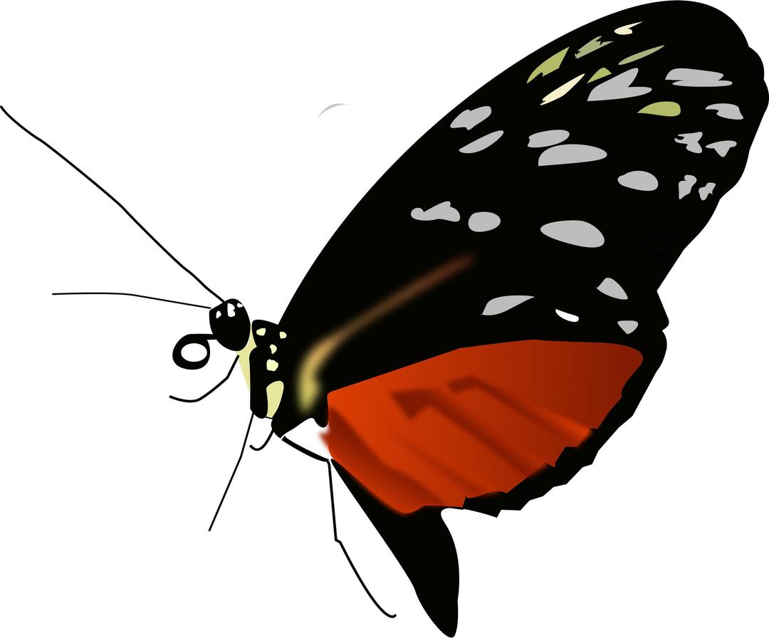 Dark orange-black butterfly png transparent