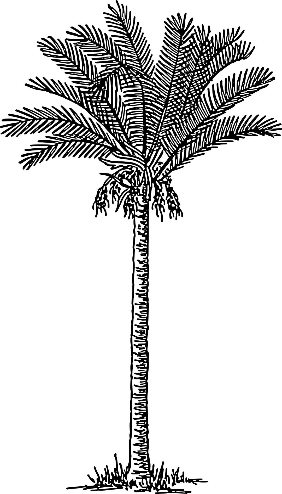 Date palm png transparent