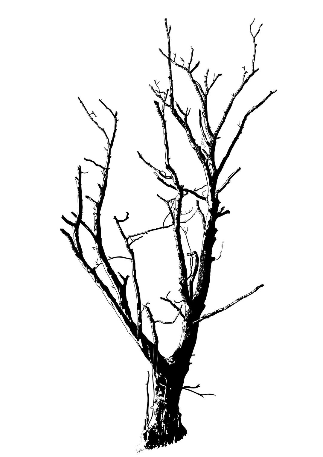 Dead Tree Detailed png transparent