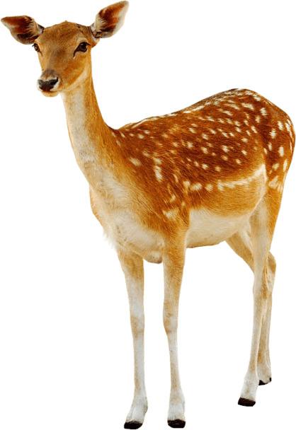 Deer Female png transparent