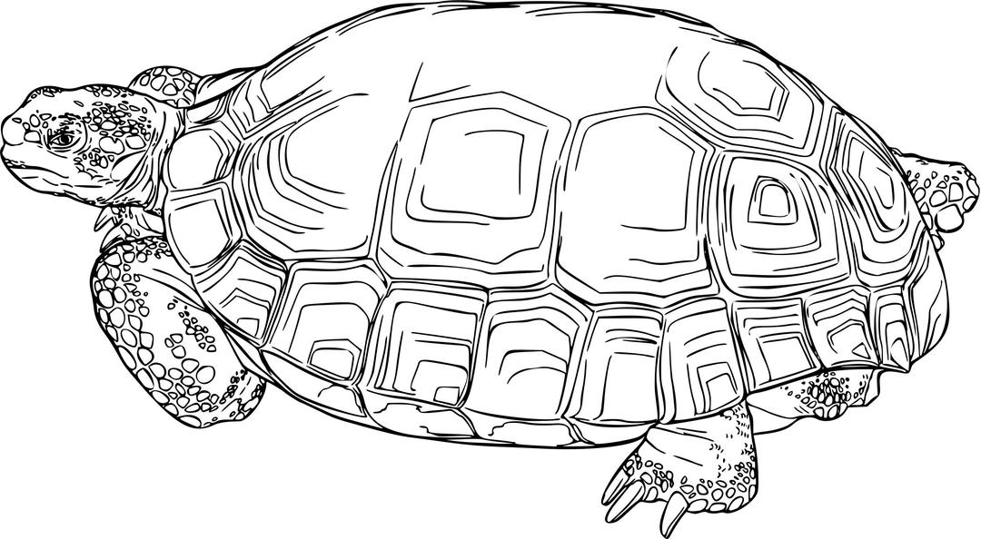 Desert Tortoise png transparent