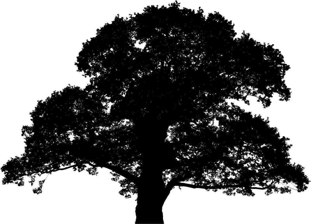 Detailed Large Oak Tree Silhouette png transparent