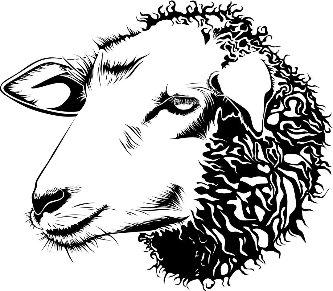 Detailed Sheep Line Art png transparent
