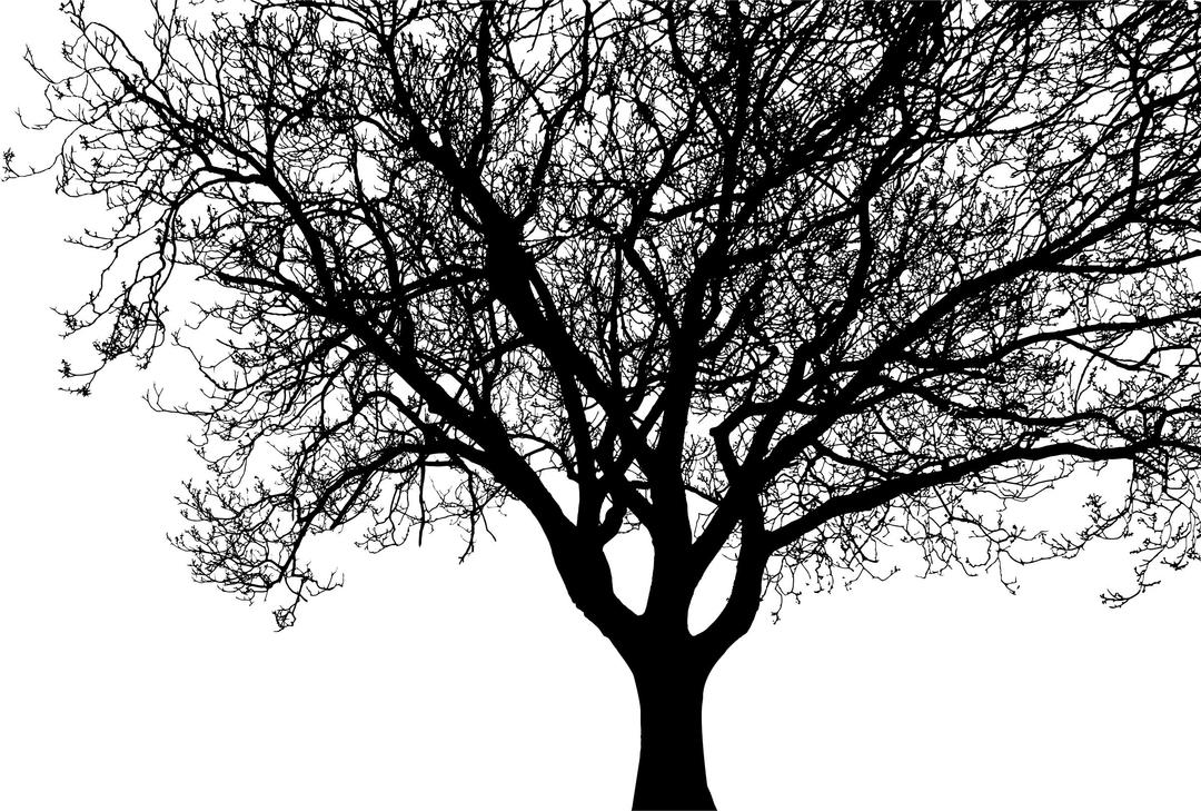Detailed Tree Silhouette png transparent