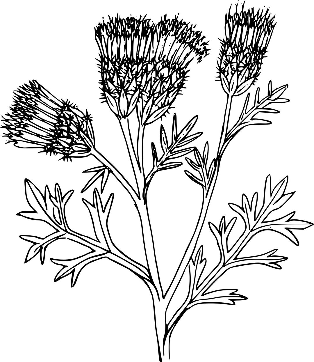 Diffuse knapweed png transparent