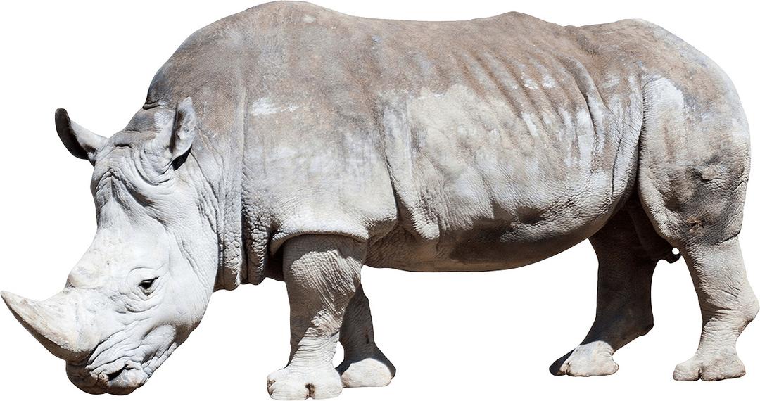 Dirty Grey Rhino png transparent