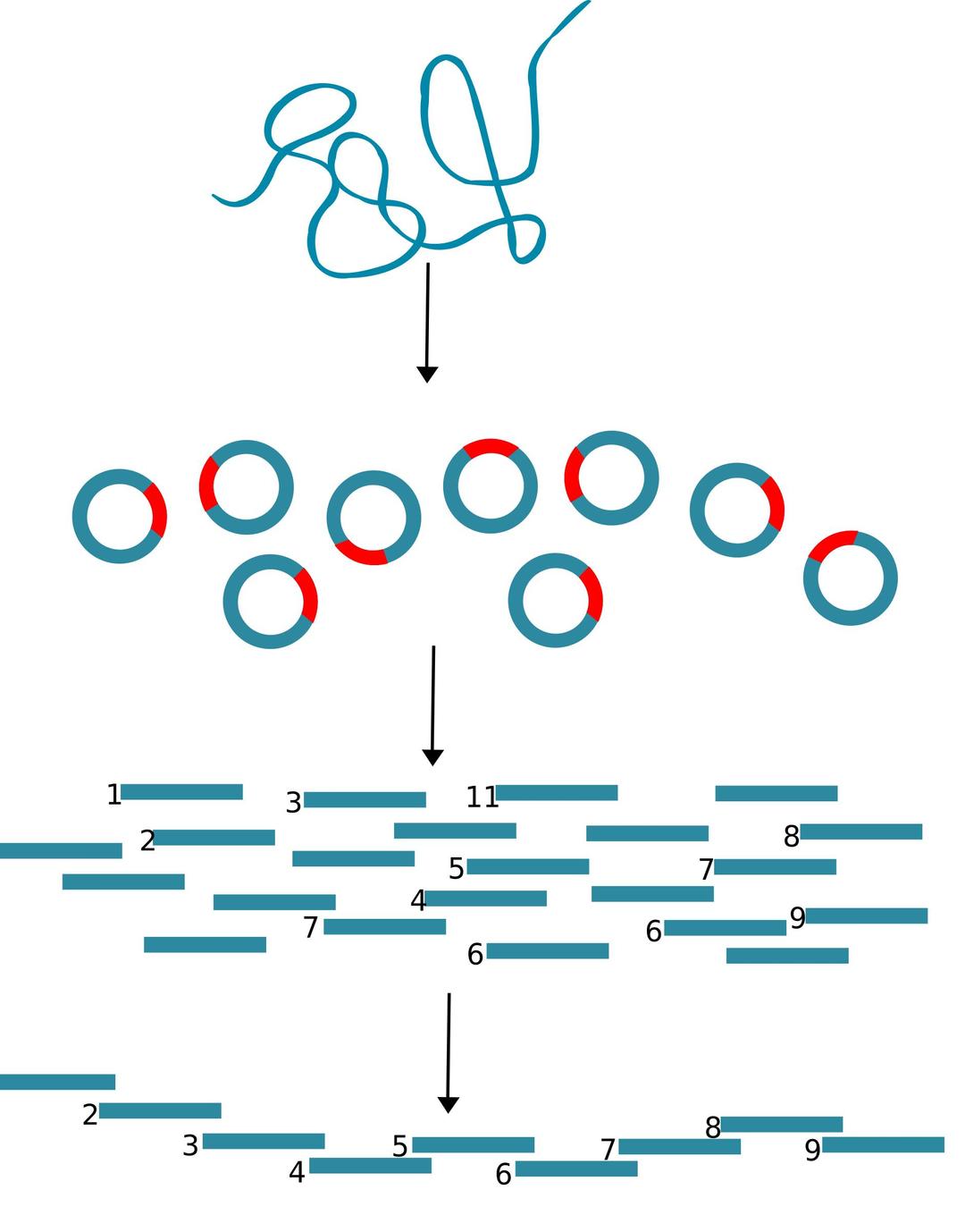 DNA cloning png transparent