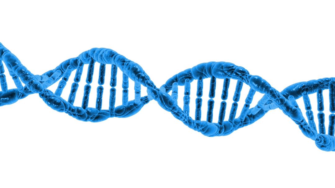 DNA String Double Helix png transparent