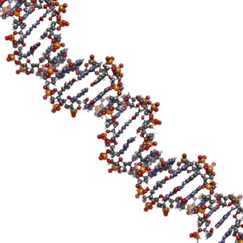 DNA String Model png transparent