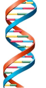 DNA String Multicolour png transparent