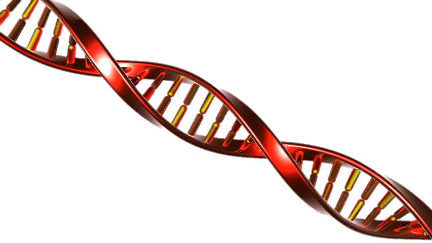 DNA String Red and Yellow png transparent