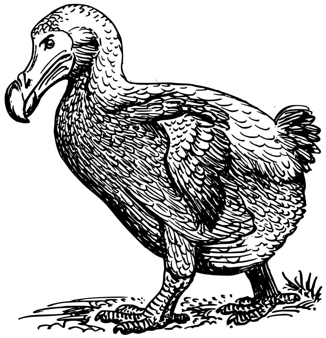 dodo bird png transparent