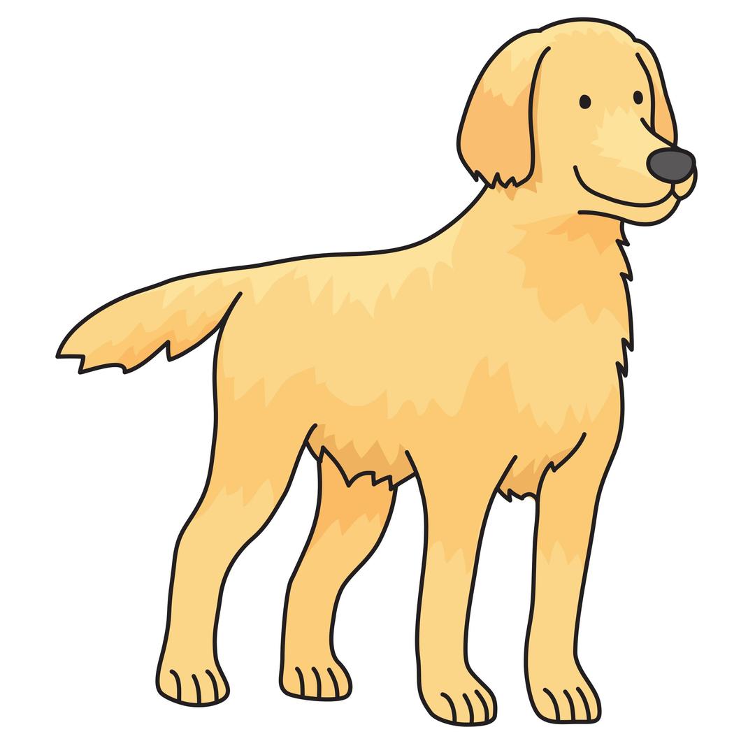 dog - Golden Retriever png transparent