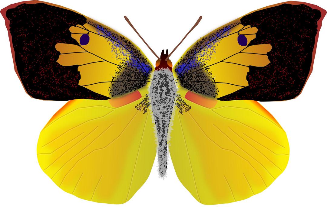 dogface butterfly png transparent