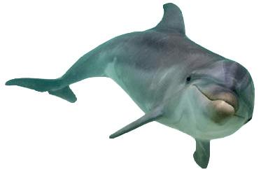 Dolphin Front View png transparent
