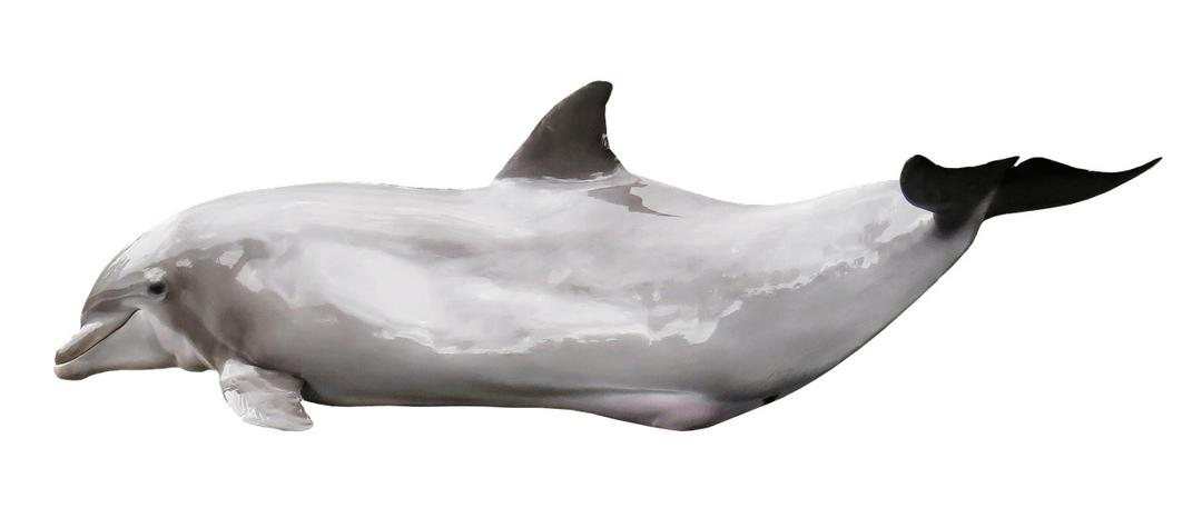 Dolphin Gleaming png transparent